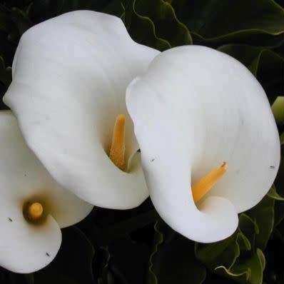 Zantedeschia aethiopica Seeds - White Arum Lily - Indigenous Perennial Bulb - Worldwide Delivery