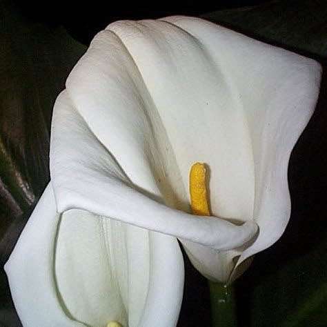 Zantedeschia aethiopica Seeds - White Arum Lily - Indigenous Perennial Bulb - Worldwide Delivery