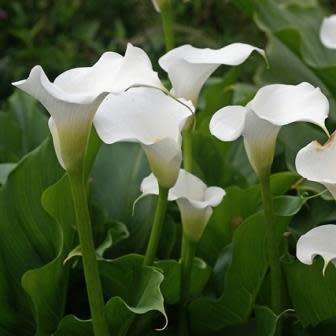Zantedeschia odorata, Scented White Arum Lily Seeds, Indigenous Perennial Bulb