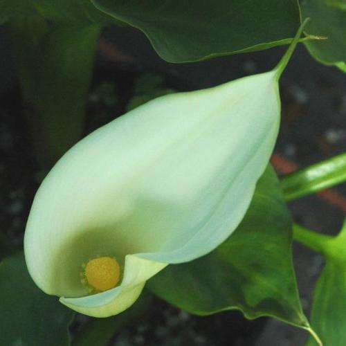 Zantedeschia odorata, Scented White Arum Lily Seeds, Indigenous Perennial Bulb