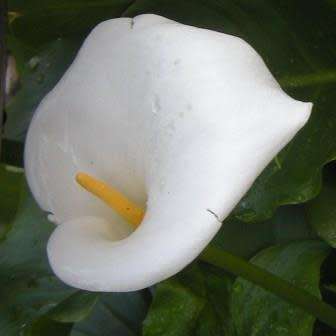 Zantedeschia odorata, Scented White Arum Lily Seeds, Indigenous Perennial Bulb