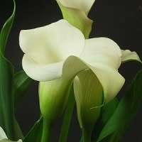 Zantedeschia odorata, Scented White Arum Lily Seeds, Indigenous Perennial Bulb