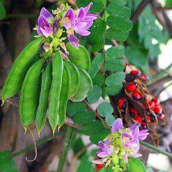 Abrus precatorius Seeds - Indigenous Perennial Medicinal Climber - Combined Ship Rate