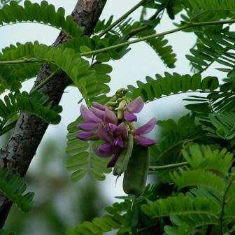 Abrus precatorius Seeds - Indigenous Perennial Medicinal Climber - Combined Ship Rate