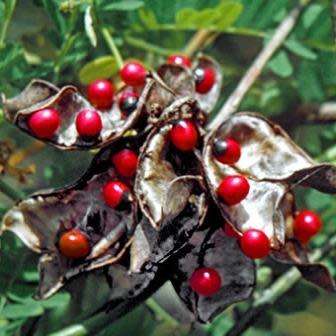 Abrus precatorius Seeds - Indigenous Perennial Medicinal Climber - Combined Ship Rate