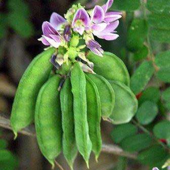 Abrus precatorius Seeds - Indigenous Perennial Medicinal Climber - Combined Ship Rate