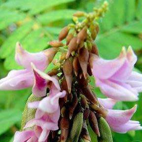 Abrus precatorius Seeds - Indigenous Perennial Medicinal Climber - Combined Ship Rate