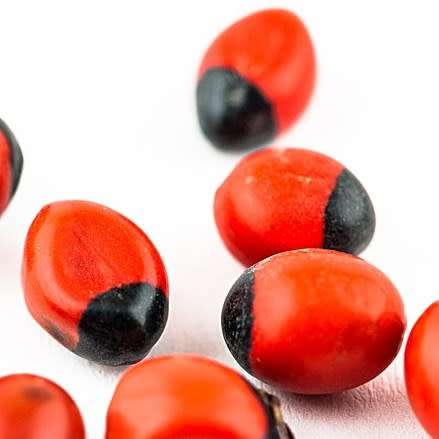 Abrus precatorius Seeds - Indigenous Perennial Medicinal Climber - Combined Ship Rate