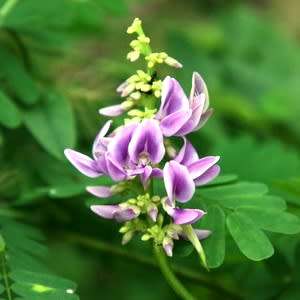 Abrus precatorius Seeds - Indigenous Perennial Medicinal Climber - Combined Ship Rate