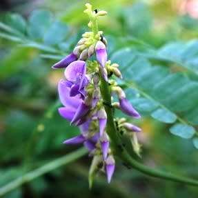 Abrus precatorius Seeds - Indigenous Perennial Medicinal Climber - Combined Ship Rate