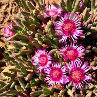 Acrodon parvifolius Seeds - South African Endemic Hardy Succulent - Combined Worldwide Shipping
