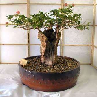 Adansonia digitata - African Baobab - 5 Seeds + FREE Gifts Seeds + Bonsai eBook