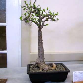 Adansonia digitata - African Baobab - 5 Seeds + FREE Gifts Seeds + Bonsai eBook