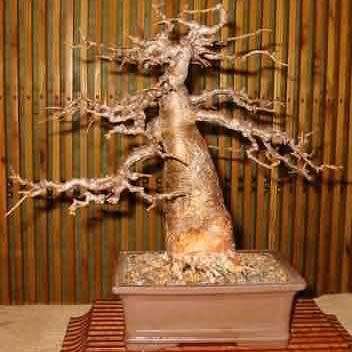 Adansonia digitata - African Baobab - 5 Seeds + FREE Gifts Seeds + Bonsai eBook