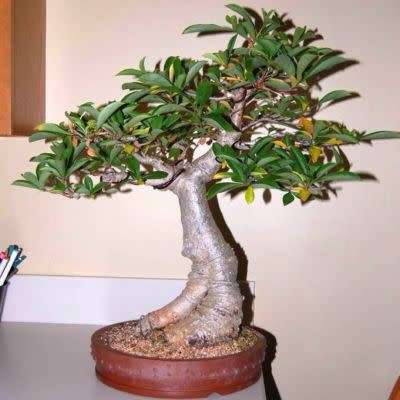 Adansonia digitata - African Baobab - 5 Seeds + FREE Gifts Seeds + Bonsai eBook