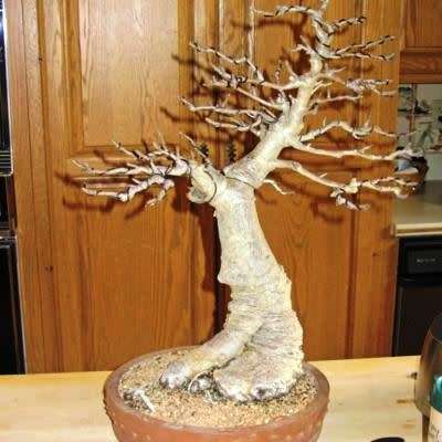 Adansonia digitata - African Baobab - 5 Seeds + FREE Gifts Seeds + Bonsai eBook