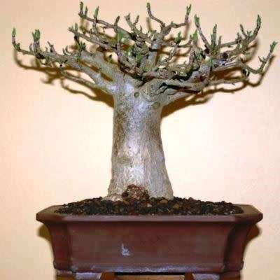Adansonia digitata - African Baobab - 5 Seeds + FREE Gifts Seeds + Bonsai eBook