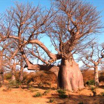 Adansonia digitata Seeds - African Baobab, Kremetart Boom, Succulent Tree - Combined Global Shipping