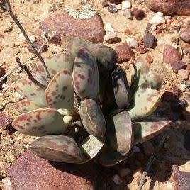 Adromischus triflorus Seeds - Indigenous South African Endemic Succulent - Combined Global Shipping