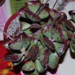 Adromischus triflorus Seeds - Indigenous South African Endemic Succulent - Combined Global Shipping
