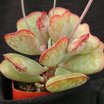 Adromischus triflorus Seeds - Indigenous South African Endemic Succulent - Combined Global Shipping