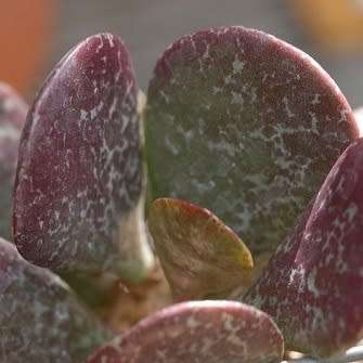 Adromischus triflorus Seeds - Indigenous South African Endemic Succulent - Combined Global Shipping