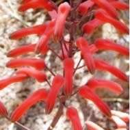 Aloe chabaudii Seeds - Indigenous South African Succulent - Combined Worldwide Shipping