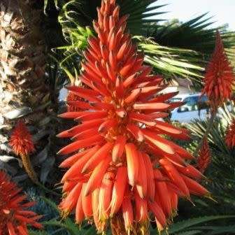 Aloe chabaudii Seeds - Indigenous South African Succulent - Combined Worldwide Shipping