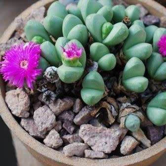 5 Argyroderma framesii subsp. hallii Seeds - Rare South African Endemic Succulent -Combined Shipping