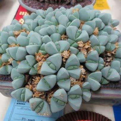 5 Argyroderma framesii subsp. hallii Seeds - Rare South African Endemic Succulent -Combined Shipping