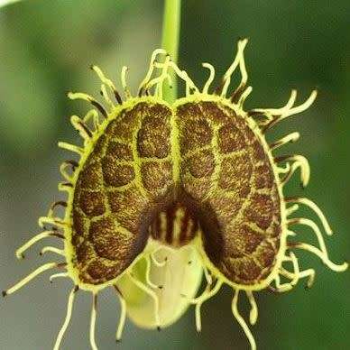 Aristolochia fimbriata - 10 Seed Pack - RARE Exotic Perennial Vine - Flat Ship Rate