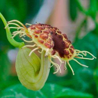 Aristolochia fimbriata - 10 Seed Pack - RARE Exotic Perennial Vine - Flat Ship Rate