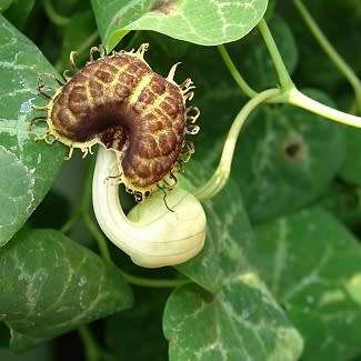 Aristolochia fimbriata - 10 Seed Pack - RARE Exotic Perennial Vine - Flat Ship Rate