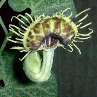 Aristolochia fimbriata - 10 Seed Pack - RARE Exotic Perennial Vine - Flat Ship Rate