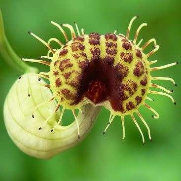 Aristolochia fimbriata - 10 Seed Pack - RARE Exotic Perennial Vine - Flat Ship Rate