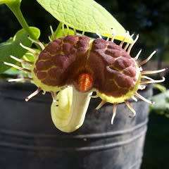 Aristolochia fimbriata - 10 Seed Pack - RARE Exotic Perennial Vine - Flat Ship Rate
