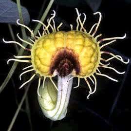 Aristolochia fimbriata - 10 Seed Pack - RARE Exotic Perennial Vine - Flat Ship Rate