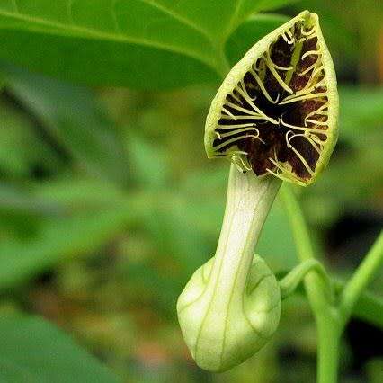 Aristolochia fimbriata - 10 Seed Pack - RARE Exotic Perennial Vine - Flat Ship Rate