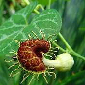 Aristolochia fimbriata - 10 Seed Pack - RARE Exotic Perennial Vine - Flat Ship Rate
