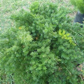 10+ Asparagus densiflorus Mazeppa Seeds - South African Indigenous Groundcover Shrub Combined Ship
