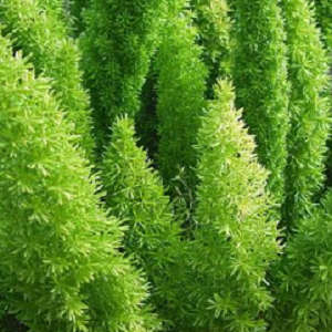 10+ Asparagus densiflorus Mazeppa Seeds - South African Indigenous Groundcover Shrub Combined Ship
