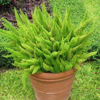 10+ Asparagus densiflorus Mazeppa Seeds - South African Indigenous Groundcover Shrub Combined Ship