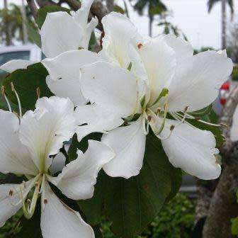 Bauhinia variegata var. candida Seeds - White Orchid Tree - Insured Flat Ship Rate