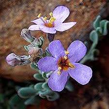 5 Chaenostoma caeruleum Seeds - South African Endemic Shrub - Combined Global Shipping