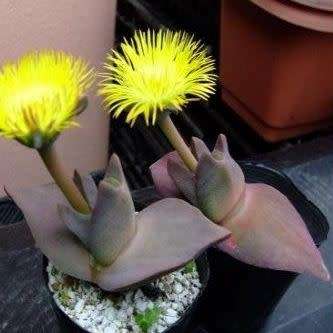 Cheiridopsis peculiaris Seeds - Indigenous Succulent Mesemb -Combined Global Shipping