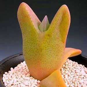 Cheiridopsis peculiaris Seeds - Indigenous Succulent Mesemb -Combined Global Shipping