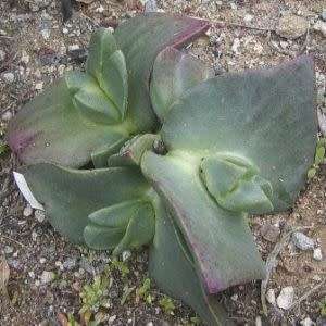 Cheiridopsis peculiaris Seeds - Indigenous Succulent Mesemb -Combined Global Shipping