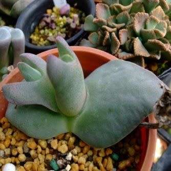 Cheiridopsis peculiaris Seeds - Indigenous Succulent Mesemb -Combined Global Shipping