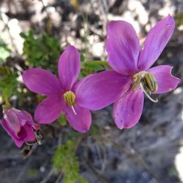 Chironia tetragona Seeds - Endemic South African Shrublet Seeds + GET FREE SEEDS