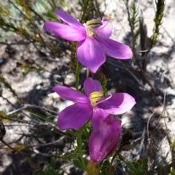 Chironia tetragona Seeds - Endemic South African Shrublet Seeds + GET FREE SEEDS